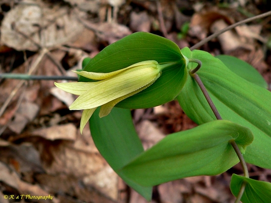 {Uvularia perfoliata}